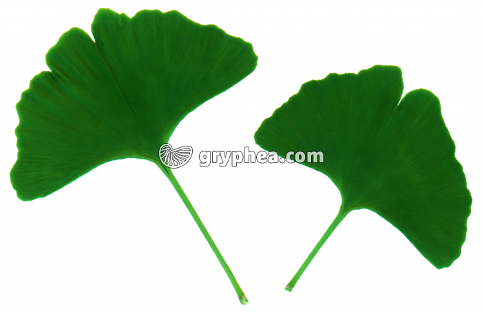 Ginkgo -  Feuilles (Ginkgo biloba) - gryphea.org